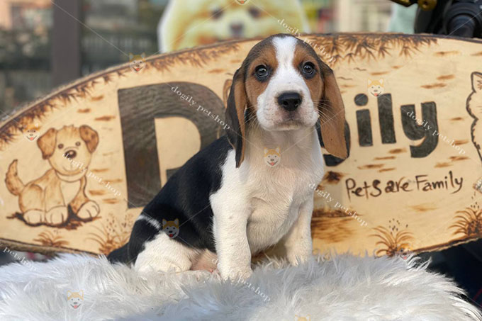 Chó Beagle thuần chủng giới tính đực màu tricolor 2 tháng tuổi tại Dogily Petshop