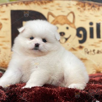 Chó Phốc Sóc trắng thuần chủng 2 tháng tuổi tại Dogily Petshop