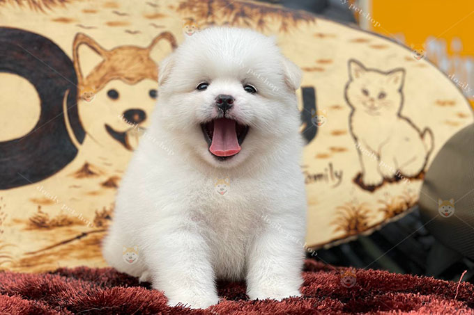 Chó Pom trắng lông xù giống như một cục bông di động siêu đáng yêu 