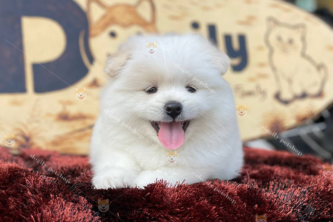 Chó Phốc Sóc Pomeranian màu trắng 2 tháng tuổi tại Dogily Petshop