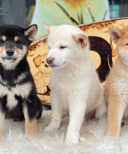 Đàn chó Shiba Inu đực thuần chủng bố mẹ nhập châu Âu 2 tháng tuổi tại Dogily Petshop.
