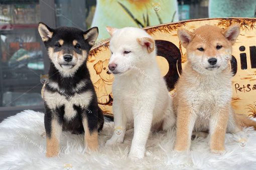 Đàn chó Shiba Inu đực thuần chủng bố mẹ nhập châu Âu 2 tháng tuổi tại Dogily Petshop.