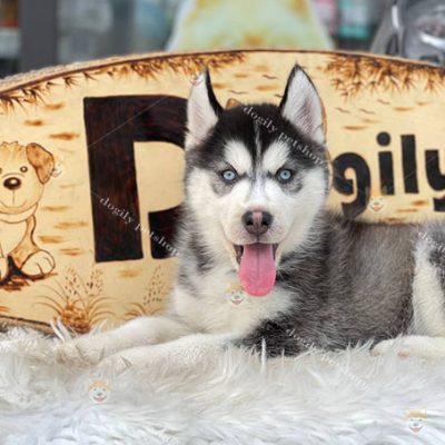 Chó Husky đen trắng mắt xanh thuần chủng 2 tháng tuổi tại Dogily Petshop