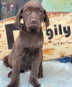 Chó Labrador màu nâu chocolate thuần chủng 2 tháng tuổi tại Dogily Petshop