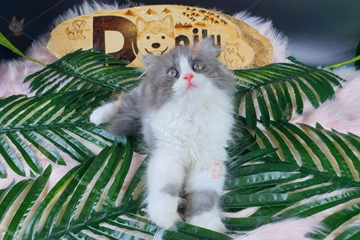 Mèo Anh lông dài bicolor 2 tháng tuổi tại Dogily Petshop
