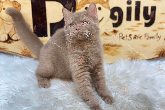 Mèo Anh lông ngắn thuần chủng màu cinnamon 2 tháng tuổi tại Dogily Petshop