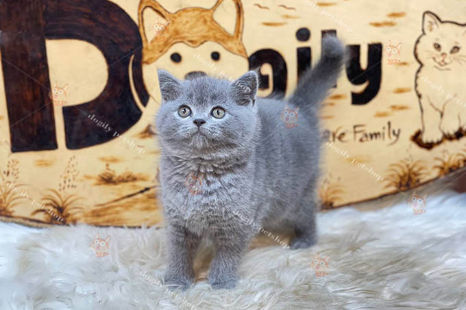 Mèo Anh lông ngắn thuần chủng màu xám xanh 2 tháng tuổi tại Dogily Petshop