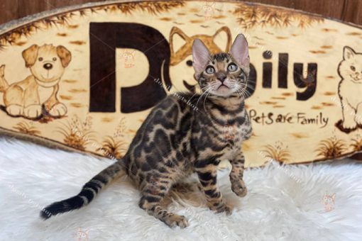 Mèo Bengal thuần chủng giới tính đực màu nâu 3 tháng tuổi tại Dogily Petshop
