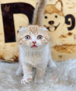 Mèo Scotish Fold tai cụp sát, mặt bánh bao màu vàng trắng (red bicolor) cute bán tại Dogily Petshop