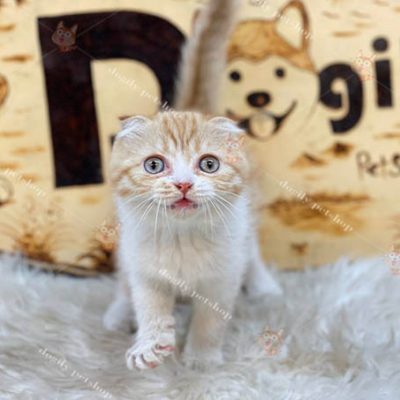 Mèo Scotish Fold tai cụp sát, mặt bánh bao màu vàng trắng (red bicolor) cute bán tại Dogily Petshop