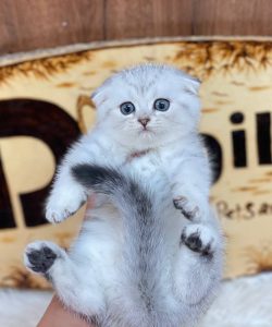 Mèo Scottish Fold tai cụp silver tabby thuần chủng 2 tháng tuổi cụp sát cực đẹp tại Dogily Petshop