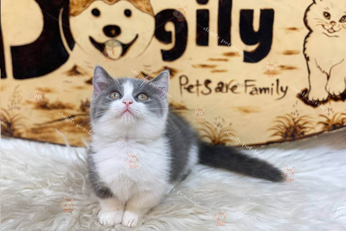 Mèo Munchkin chân ngắn bicolor mặt bánh bao mũi hồng cực xinh bán tại Dogily Petshop