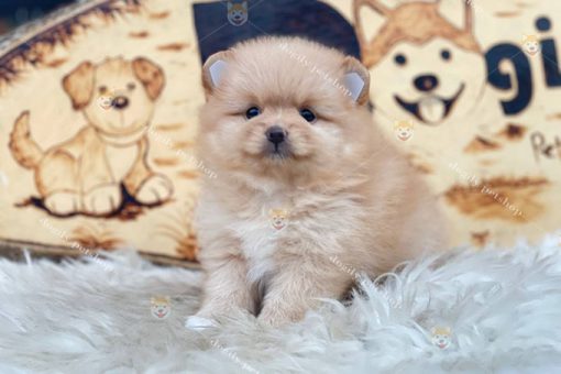Chó Phốc Sóc Pomeranian thuần chủng màu vàng 2 tháng tuổi bán tại Dogily Petshop