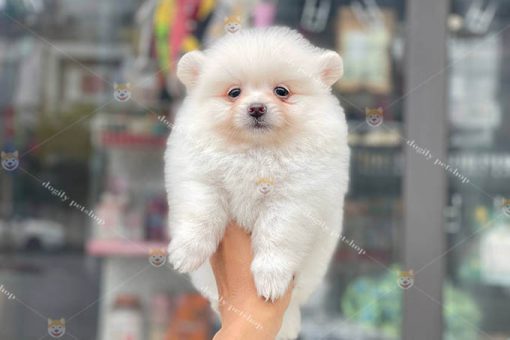 Chó Phốc Sóc pomeranian trắng 2 tháng tuổi thuần chủng bán tại Dogily Petshop