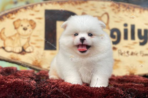 Chó Phốc Sóc trắng thuần chủng 2 tháng tuổi tại Dogily Petshop