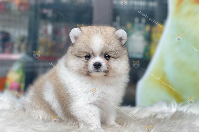 Chó Phốc Sóc pomeranian parti vàng trắng 2 tháng tuổi thuần chủng bán tại Dogily Petshop