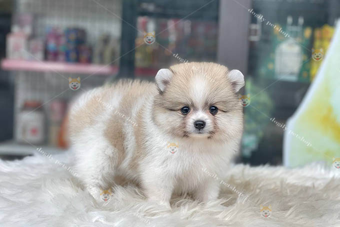 Bạn nên mua chó Phốc Sóc Pomeranian teacup bán ra từ các trang trại, cửa hàng thú cưng uy tín.