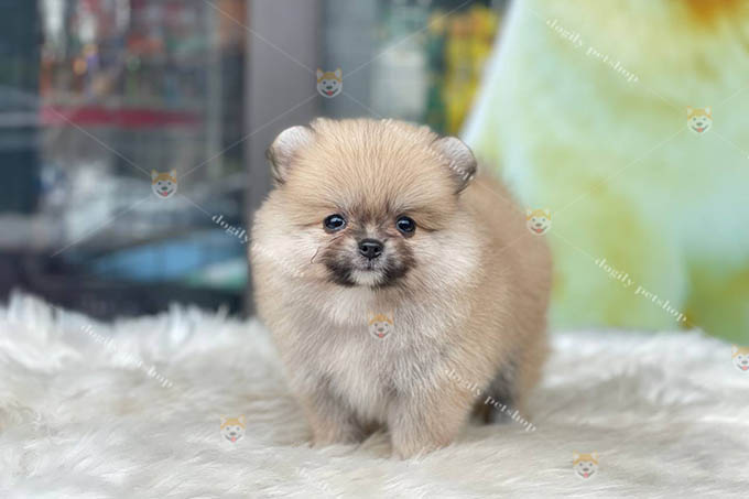 Chó Phốc Sóc pomeranian vàng cam 2 tháng tuổi thuần chủng bán tại Dogily Petshop