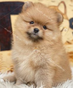 Chó Phốc Sóc Pomeranian thuần chủng màu vàng 2 tháng tuổi bán tại Dogily Petshop