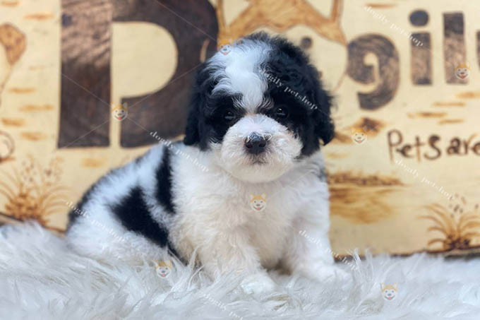 Poodle Tiny đen trắng thuần chủng 2 tháng tuổi tại Dogily Petshop
