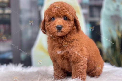 Poodle Tiny cái màu nâu đỏ thuần chủng 2 tháng tuổi bán tại Dogily Petshop