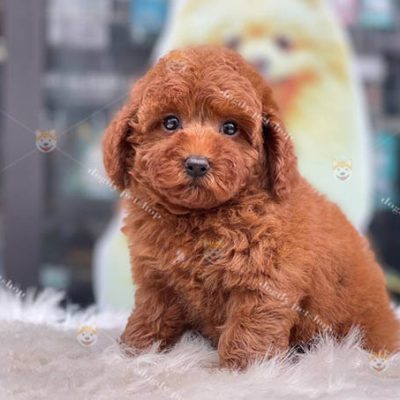 Chó Poodle Nâu Đỏ - Mua Bán Poodle Màu Nâu Đỏ Giá Bao Nhiêu