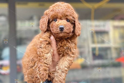 Chó Poodle nâu đỏ đực 2 tháng tuổi thuần chủng bán tại Dogily Petshop