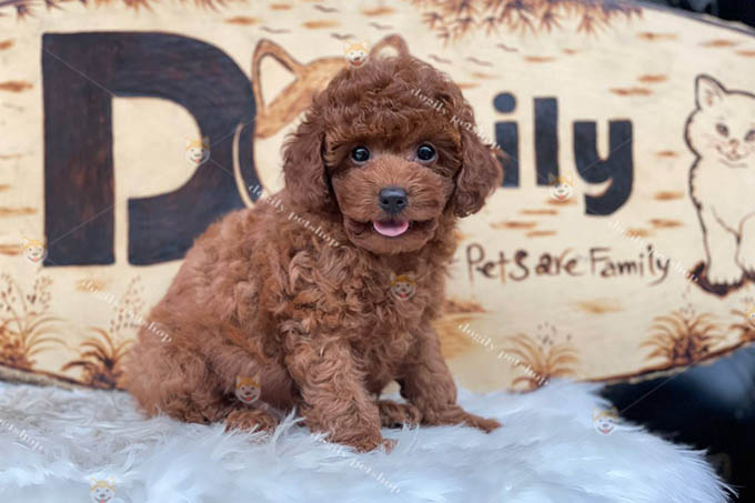Chó Poodle nâu đỏ đực 2 tháng tuổi thuần chủng bán tại Dogily Petshop