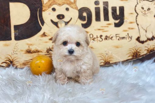Poodle Tiny size teacup vàng mơ thuần chủng 2 tháng tuổi cực xinh bán tại Dogily Petshop