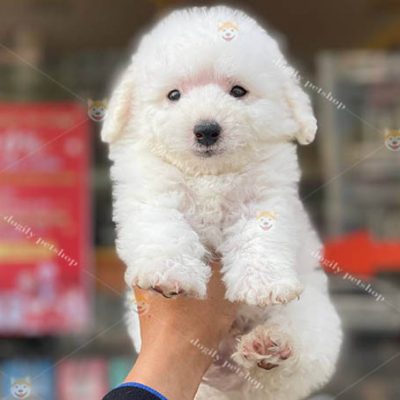Chó Poodle Tiny thuần chủng màu trắng 2 tháng tuổi bán tại Dogily Petshop