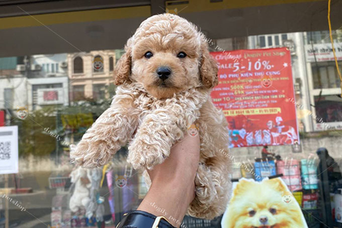 Poodle Tiny đực màu vàng mơ thuần chủng bán tại Dogily Petshop Hà Nội, TP HCM, Đà Lạt.