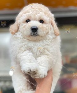 Chó Poodle màu vàng mơ 2 tháng tuổi thuần chủng tại Dogily Petshop