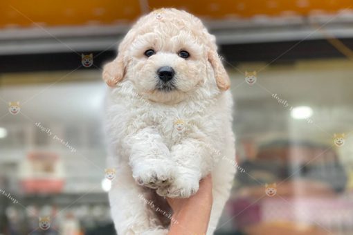 Chó Poodle màu vàng mơ 2 tháng tuổi thuần chủng tại Dogily Petshop