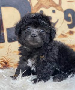 Chó Poodle xám 2 tháng tuổi thuần chủng tại Dogily Petshop