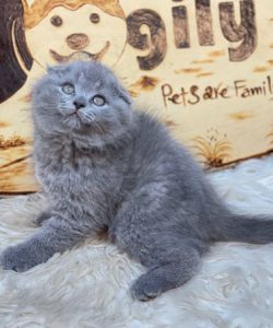 Mèo Scottish Fold tai cụp màu xám xanh 2 tháng tuổi thuần chủng tại Dogily Petshop