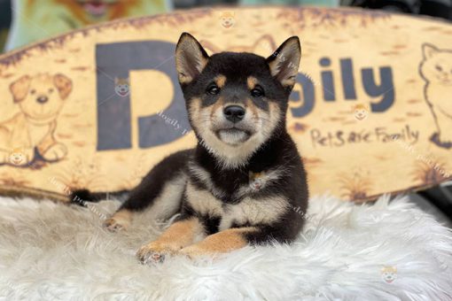 Chó Shiba Inu đực màu đen trắng thuần chủng bố mẹ nhập khẩu châu Âu 2 tháng tuổi tại Dogily Petshop