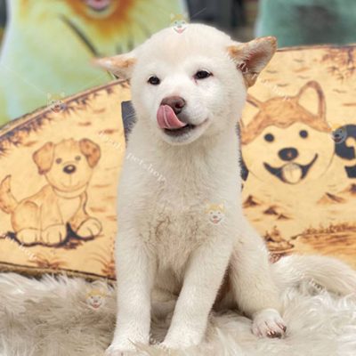 Chó shiba inu màu trắng