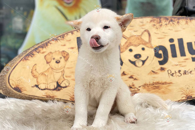 Chó shiba inu màu trắng