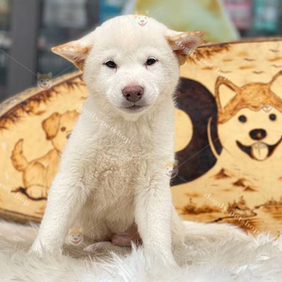 Chó Shiba Inu đực màu trắng thuần chủng bố mẹ nhập khẩu châu Âu 2 tháng tuổi tại Dogily Petshop