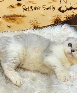 Mèo Anh lông ngắn Aln tai cụp, mèo Scottish Fold màu silver thuần chủng 2 tháng tuổi bán tại Dogily Petshop