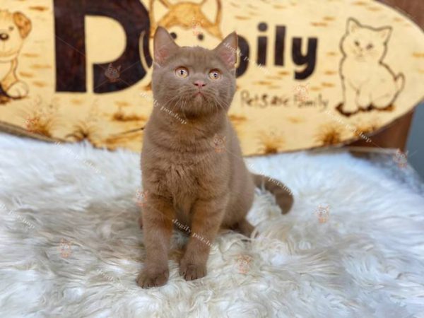 Mèo Anh lông ngắn đực cinnamon thuần chủng 2 tháng tuổi bán tại Dogily Petshop