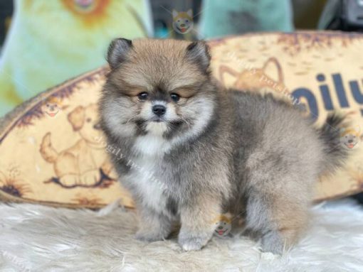 Chó Phốc Sóc Pomeranian thuần chủng 2 tháng tuổi bán tại Dogily Petshop