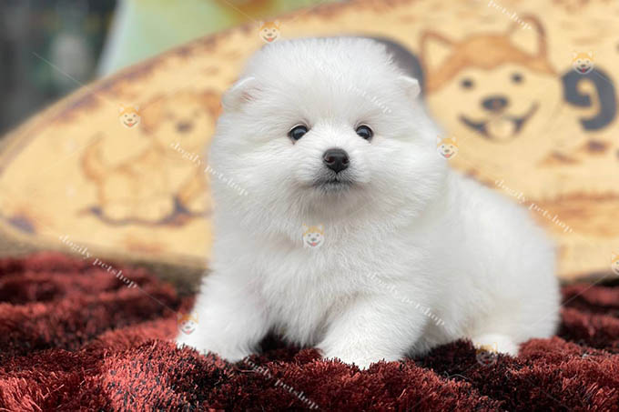 Chó Phốc Sóc Pomeranian con màu trắng 2 tháng tuổi thuần chủng tại Dogily Petshop.