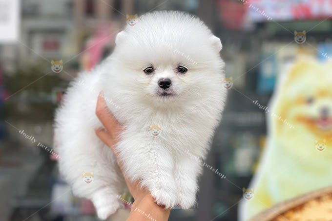 hó Phốc Sóc Pomeranian con màu trắng 2 tháng tuổi thuần chủng tại Dogily Petshop.