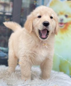 Chó Golden con 2 tháng tuổi thuần chủng tại Dogily Petshop.