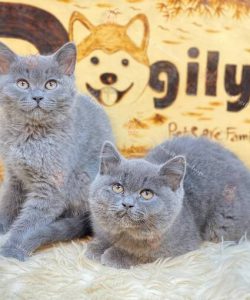 Mèo Anh lông ngắn đực xám xanh thuần chủng 2 tháng tuổi bán tại Dogily Petshop