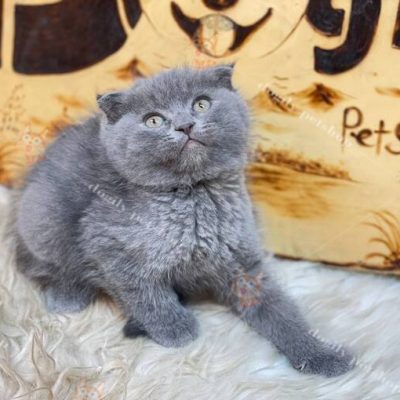 mèo Scottish Fold tai cụp xám xanh thuần chủng