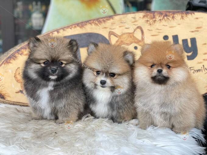 Chó Phốc Sóc Pomeranian thuần chủng 2 tháng tuổi bán tại Dogily Petshop