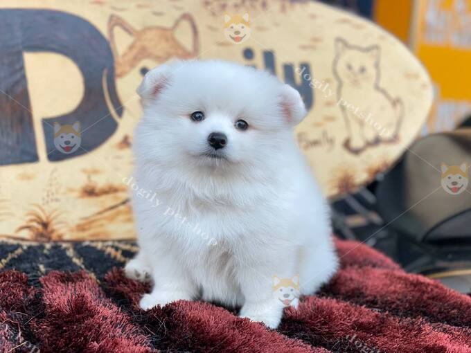Chó Phốc Sóc Pomeranian con màu trắng 2 tháng tuổi thuần chủng