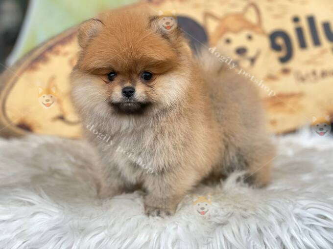 Hình ảnh một chú chó Phốc Sóc màu vàng cam xinh đẹp, đáng yêu